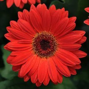 Gerbera Revolution Scarlet Red Dark Eye Flower Seeds