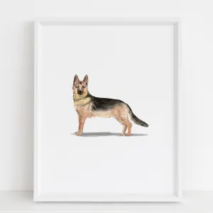 German Shepherd