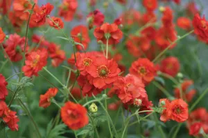 Geum 'Blazing Sunset'