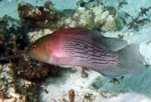 Giant Dotty Pygmy Basslet (Labracinus spp)