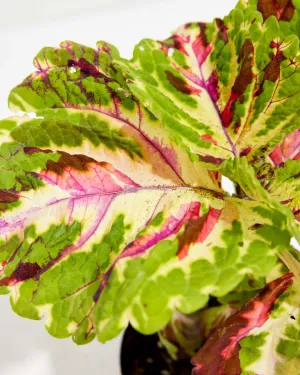 Giant Mosaic Coleus