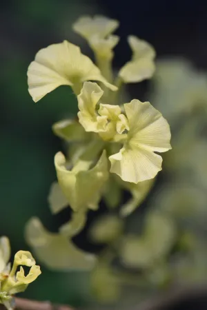 Ginkgo biloba 'Beijing Gold'  (Gold Maidenhair Tree)