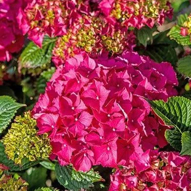 Glowing Embers Hydrangea