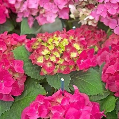 Glowing Embers Hydrangea