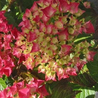 Glowing Embers Hydrangea