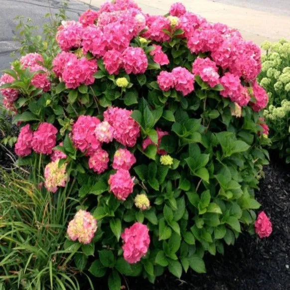 Glowing Embers Hydrangea