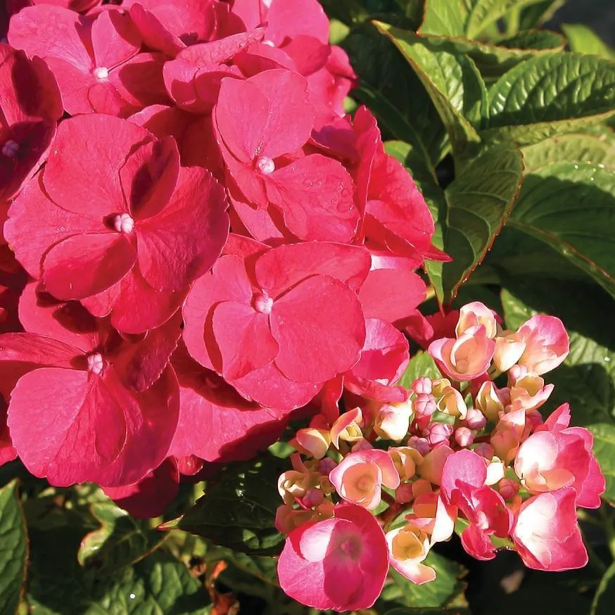 Glowing Embers Hydrangea