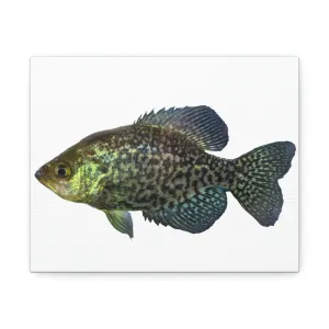 Golden Fish Stretched Canvas