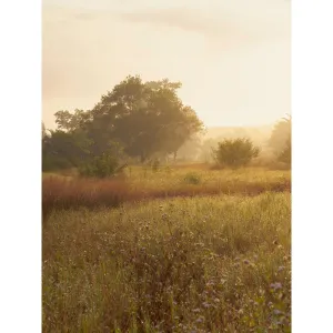 Golden Light Field Printed Backdrop