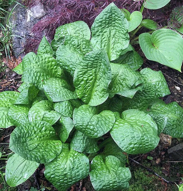 Goober Hosta