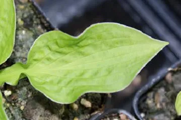 Goober Hosta