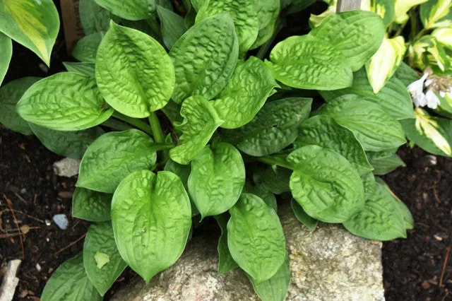 Goober Hosta