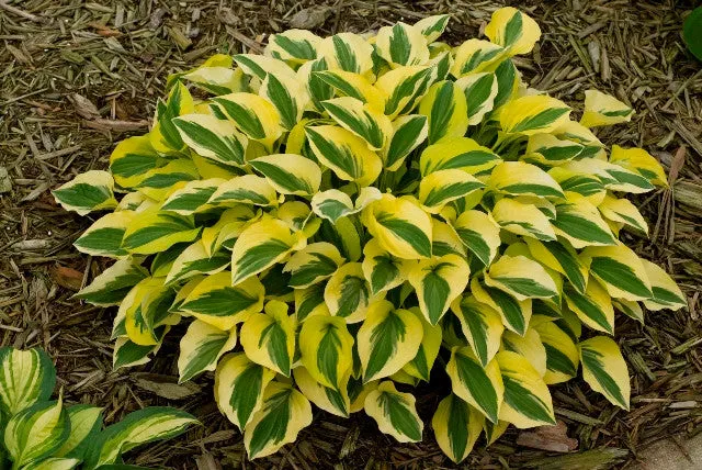 Grand Prize Hosta