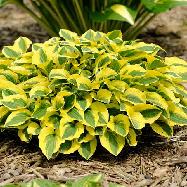 Grand Prize Hosta