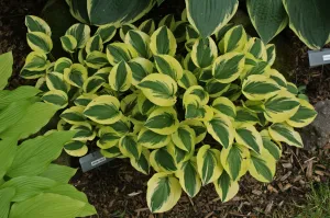 Grand Prize Hosta