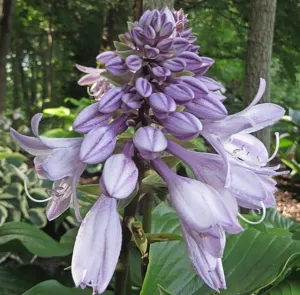 Grape Fizz Hosta