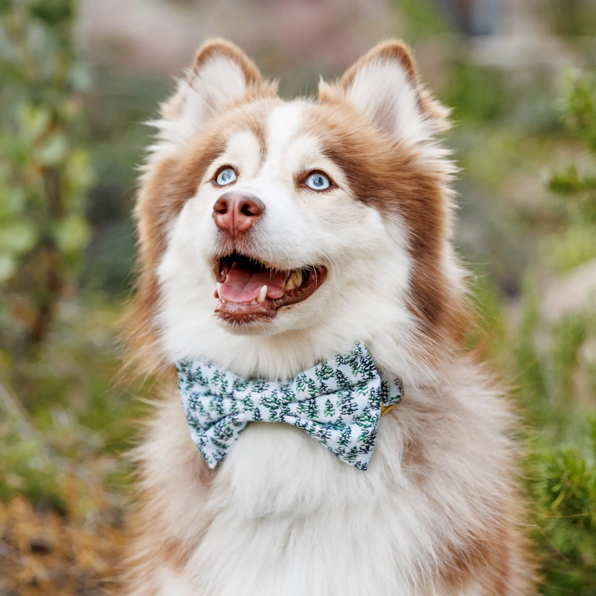 Gray Malin x TFD Snowy Pines Dog Bow Tie