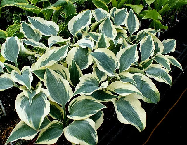 Great Escape Hosta