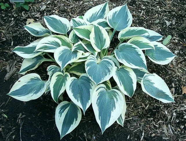 Great Escape Hosta