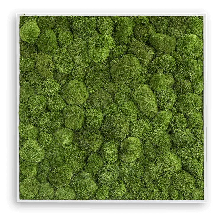 Green Square Moss Art (80cm)