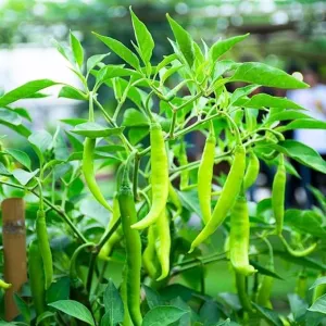 GrowHeaven Green mirchi live plant Hybrid All Seasons Chilli Plant Organic Desi Hybrid Green Chilli live plant Live Real Vegetable Organic Green Chilli Plant For Home Garden Live Plant pack with pot