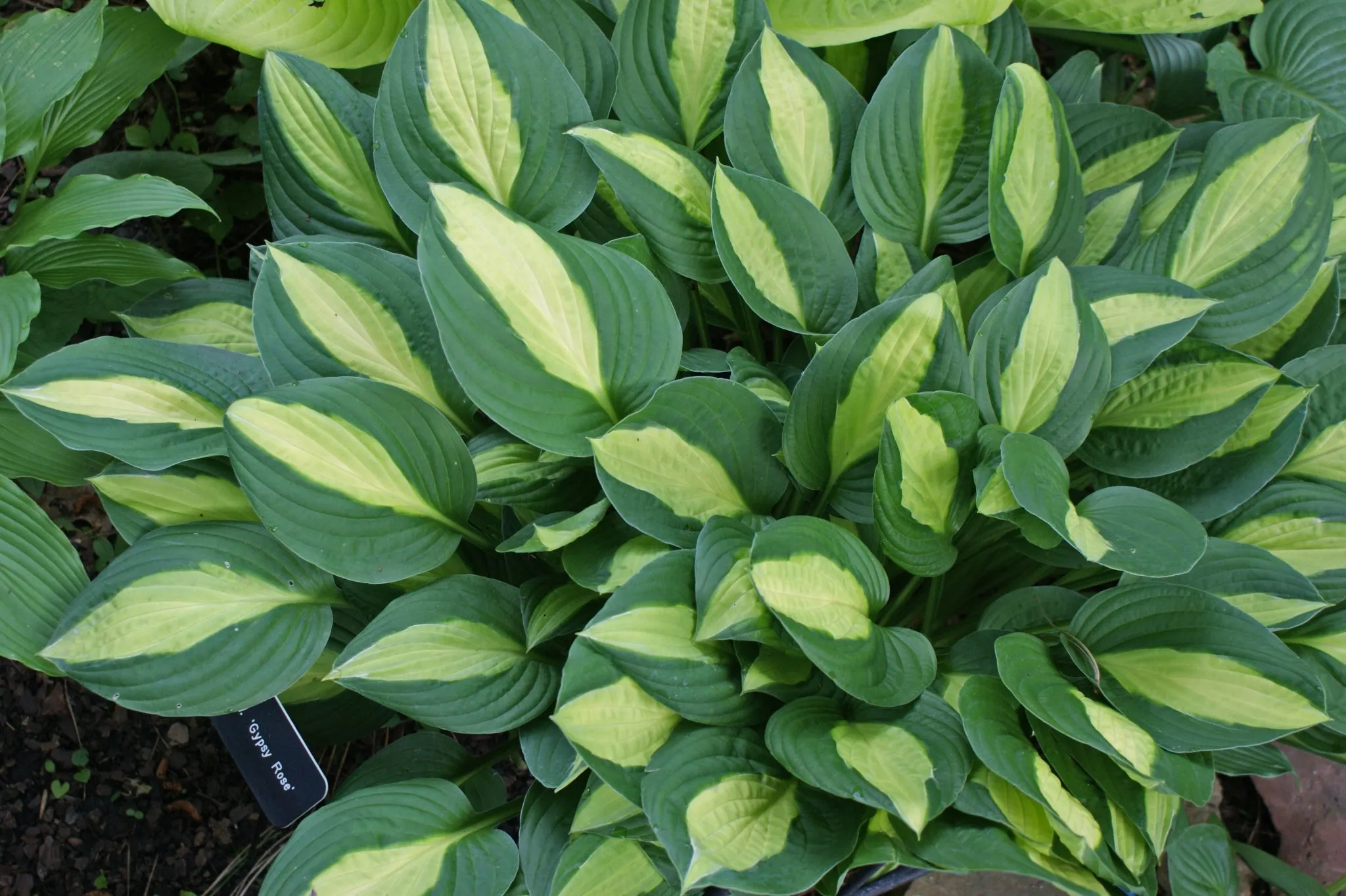 Gypsy Rose Hosta