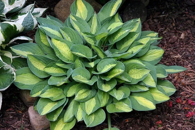 Gypsy Rose Hosta