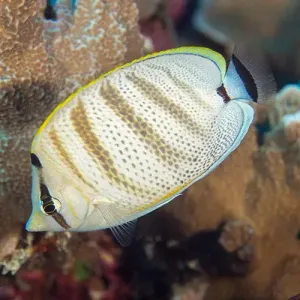 Hawaii Orange Stripe Butterfly (Chaetodon multicinctus)