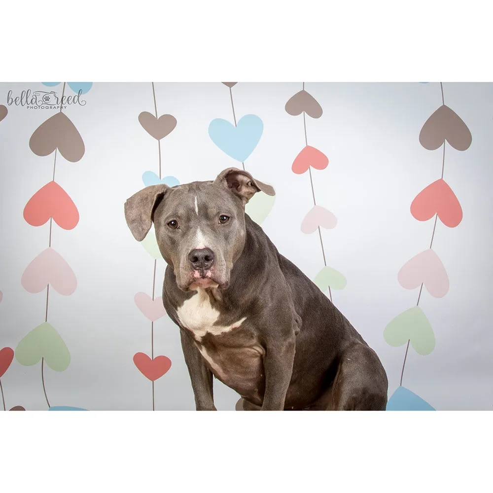 Heart Strings Printed Backdrop