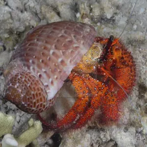 Hermit Crab - Red Hairy (Dardanus megistos)