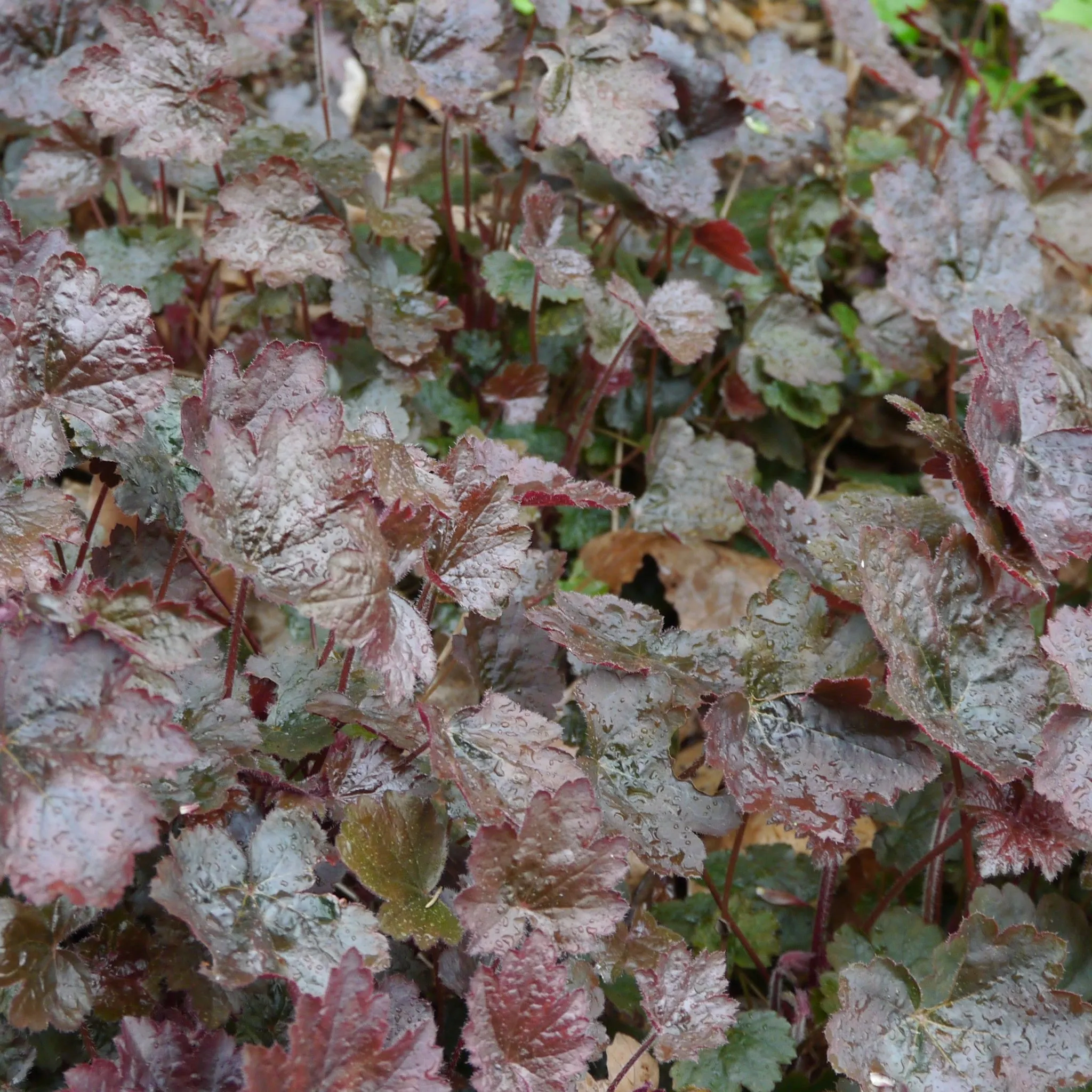 Heuchera micrantha Palace Purple 9cm