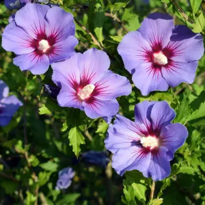 Hibiscus syriacus 'Oiseau bleu' 2L