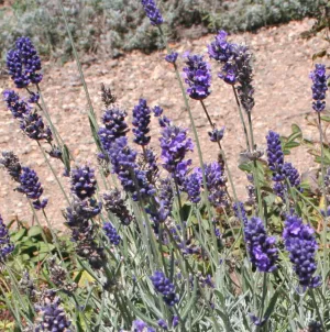 Hidcote Lavender