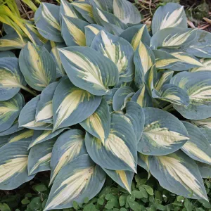 High Society PP17313 Hosta