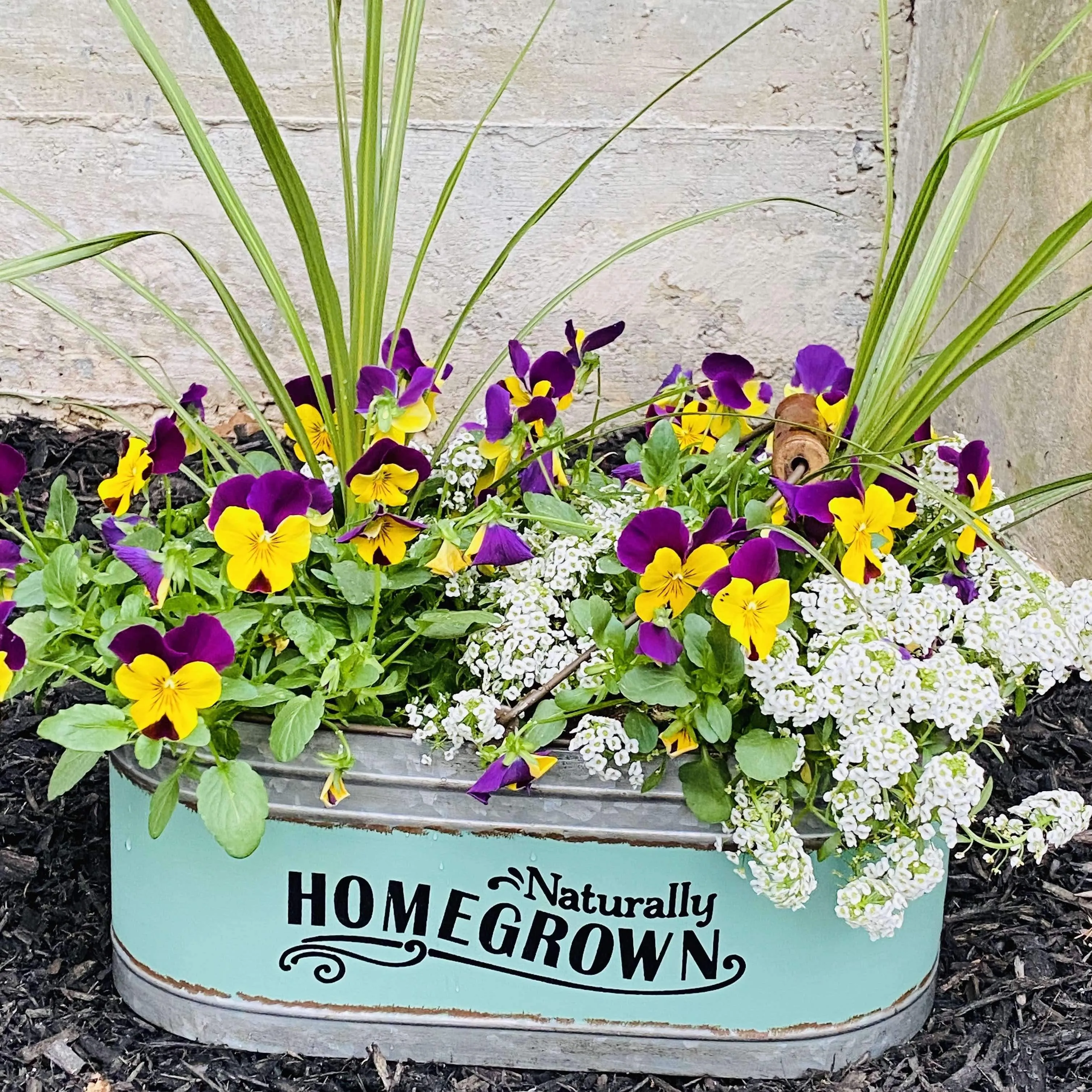 'Homegrown' Tin Bucket