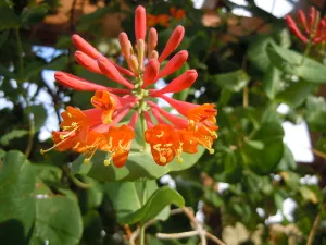 Honeysuckle:  'Dropmore Scarlet' 1 Gal (Bl)