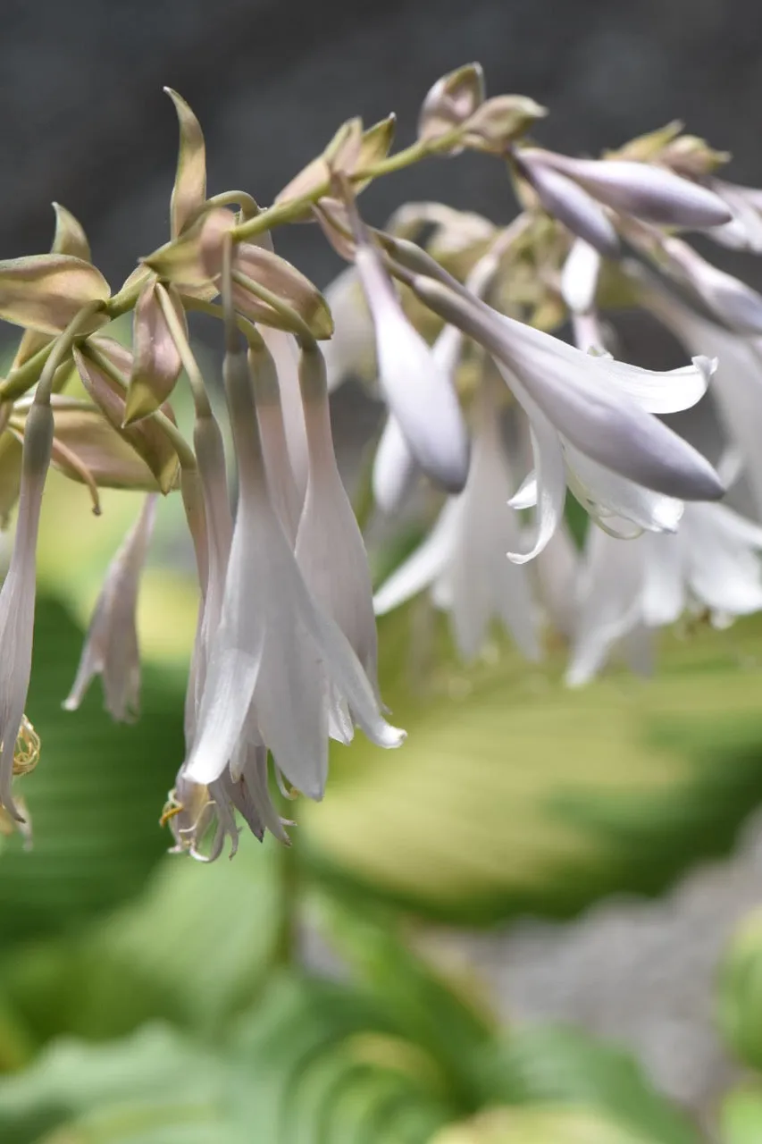 Hosta 'Angel Falls' (Plantain Lily)