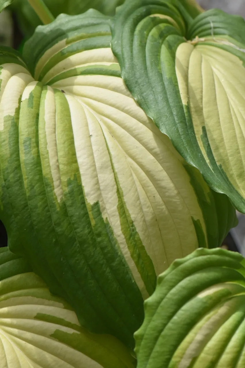 Hosta 'Angel Falls' (Plantain Lily)