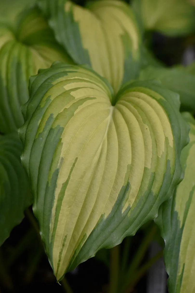 Hosta 'Angel Falls' (Plantain Lily)