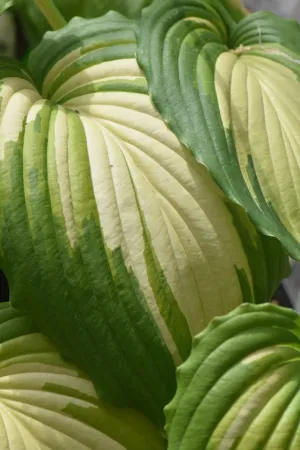 Hosta 'Angel Falls' (Plantain Lily)