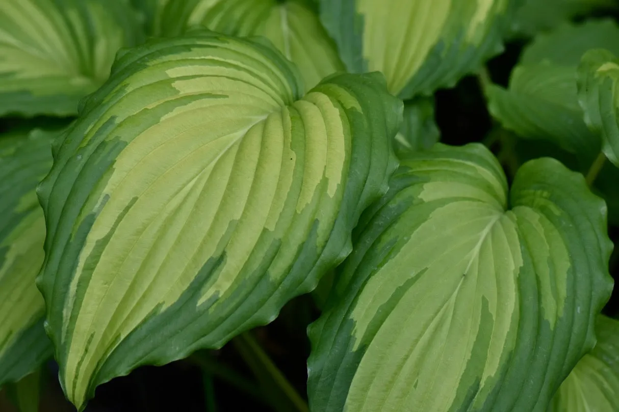 Hosta 'Angel Falls' (Plantain Lily)