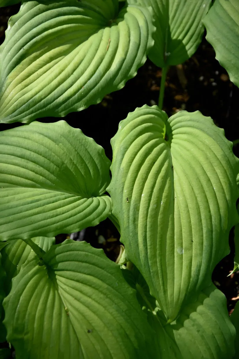 Hosta 'Angel Falls' (Plantain Lily)