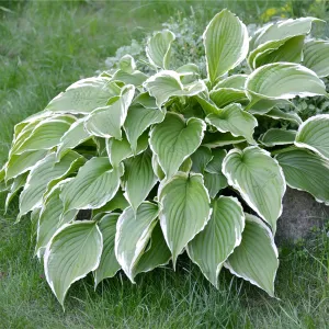 Hosta 'Francee' (fortunei) 9cm/2L