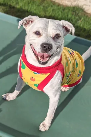 Hungry Caterpillar Dog Pajamas