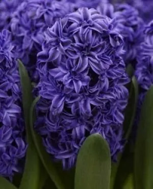 Hyacinth 'Royal Navy'