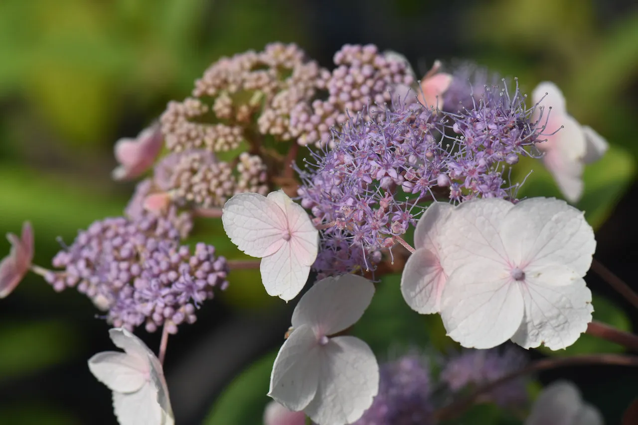 Hydrangea aspera 'Plum Passion' (Purple Leaf Hydrangea)