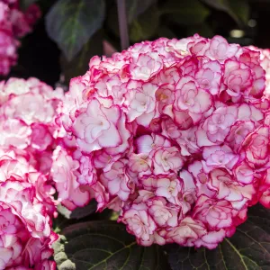 Hydrangea macrophylla 'Miss Saori' 9cm (PRE ORDER APRIL 2025)