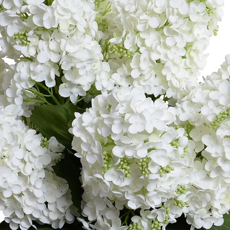 Hydrangea (Snowflake - Pee Gee) in Glass 30"H