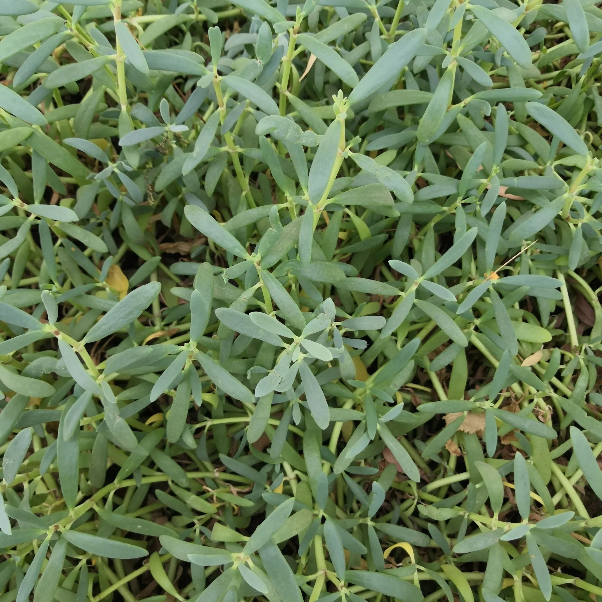 Hypericum kalmianum 'Blue Velvet' 3.5L