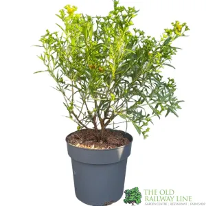 Hypericum kalmianum 'Gemo' 5Ltr Plant